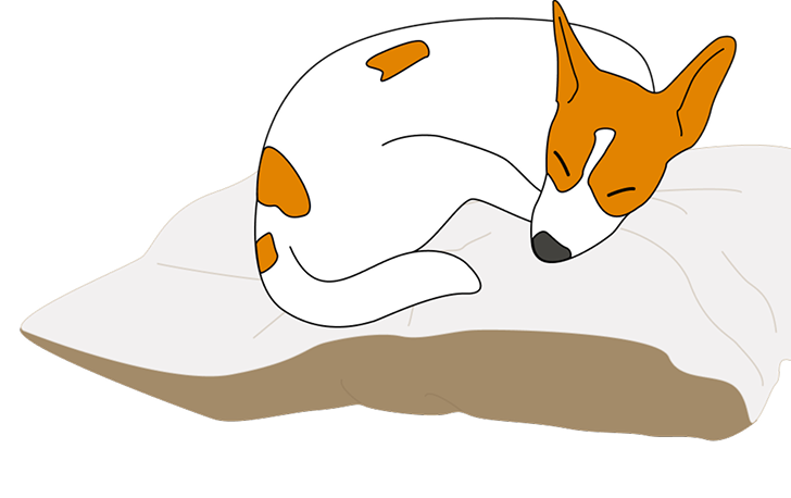 sleeping-crimson-on-pillow